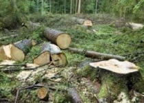 تخریب سالانه ۱۲ هزار هکتار جنگل در کشور