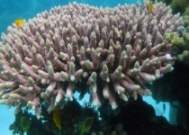 خفگی مرجان‌ها در جزیره "لارک" و سفیدشدگی در "شیدور"