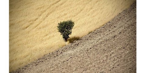 خطر انقراض حدود یک میلیون گونه گیاهی و جانوری