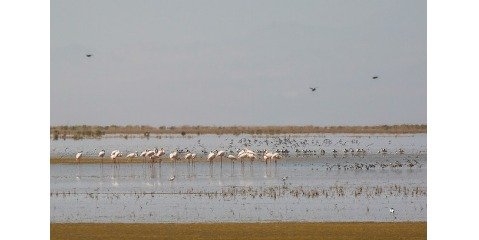  عوامل تهدید پرندگان مهاجر چیست