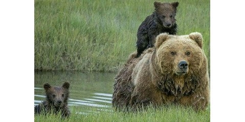 کاهش بی‌سابقه جمعیت پستانداران جهان/ توقف بیمه پلنگ و یوزپلنگ/ تخریب زیستگاه خرسها