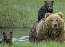 کاهش بی‌سابقه جمعیت پستانداران جهان/ توقف بیمه پلنگ و یوزپلنگ/ تخریب زیستگاه خرسها