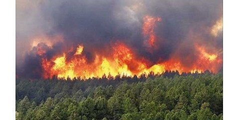 اجرای طرح نجات شمشادهای شمال کشور/ آتش سوزی در جنگلهای شمال شرق خوزستان