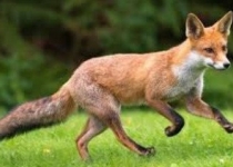 باورهای غلط ایران را برای روباه ها ناامن کرده است