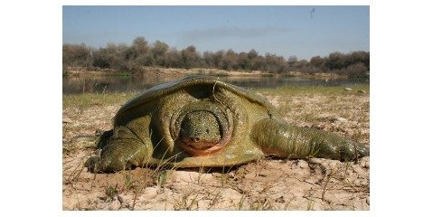 ۴۰ درصد لاک‌پشت‌های دنیا در آستانه انقراض قرار دارند