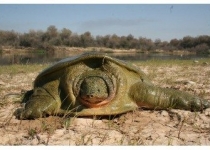 ۴۰ درصد لاک‌پشت‌های دنیا در آستانه انقراض قرار دارند