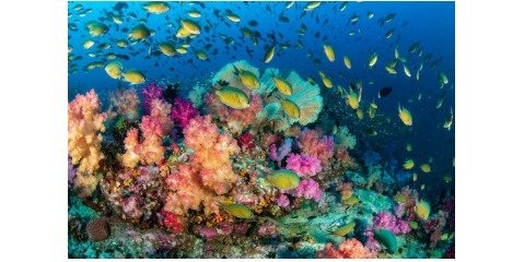 حمایت صخره های مرجانی از زندگی ماهی های کوچک