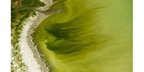 ایجاد جلبک های سمی سنگین بیش از 100 تن در دریاچه یوتا در اثر افزایش طول موج گرما