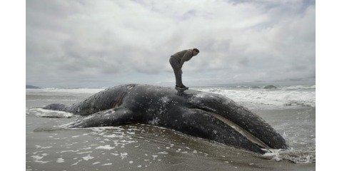 بررسی میزان مرگ و میر نهنگ های خاکستری