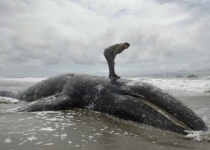 بررسی میزان مرگ و میر نهنگ های خاکستری