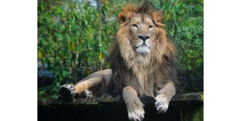 جفت ماده‌ شیر ایرانی در راه تهران 