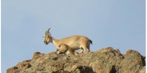 از نزدیک شدن به زیستگاه حیات وحش خودداری کنید!