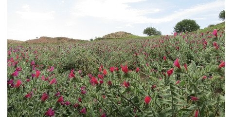 تولید ثروت از طریق گیاهان دارویی در سیستان و بلوچستان