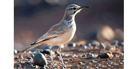 رها سازی ۱۷۰ پرنده به طبیعت به مناسبت هفته محیط زیست