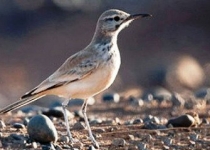رها سازی ۱۷۰ پرنده به طبیعت به مناسبت هفته محیط زیست