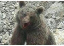 دستگیری ضاربان خرس تلف شده در سوادکوه و سنگ‌اندازان در انتظار حکم دادگاه