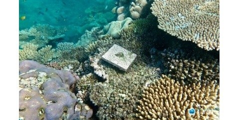  نیمی از مرجان‌های سفیدشده خلیج چابهار ترمیم شدند