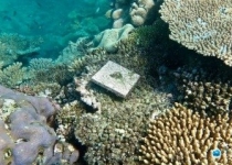 نیمی از مرجان‌های سفیدشده خلیج چابهار ترمیم شدند