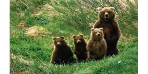 نامه سرگشاده یک جامعه‌شناس به خرس مقتول
