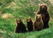 نامه سرگشاده یک جامعه‌شناس به خرس مقتول