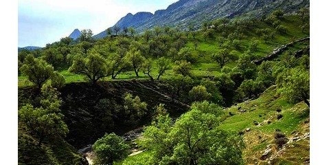 بررسی و شناسايی عوامل تخريب جنگل ها و مراتع درايران 