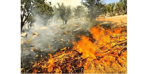  ۴۰۰ هکتار از مناطق محیط‌ زیستی امسال در آتش‌ سوختند