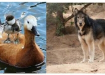 سگ‌های اهلی رها و گرگاس ها خطر جدی حیات وحش/ جوجه آوری اردک سرسفید در تالاب «کانی برازان» 