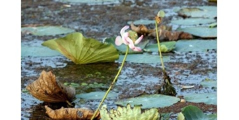 آیا ماده مصرف شده در طرح بایوجمی تالاب انزلی سرطان زا است؟