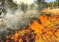 ۹۵ درصد آتش سوزی‌ در جنگل‌ عامل انسانی دارد/اختصاص۷۰۰ میلیون دلار برای توسعه جنگلکاری در کشور 