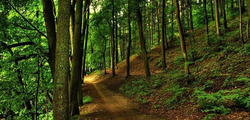اجرائی شدن مدیریت پایدار جنگل از سال ۹۹ در جنگل‌های کشور