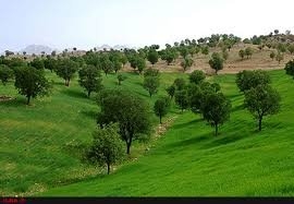 سفره غنی جنگل‌ها و مراتع کهگیلویه و بویراحمد