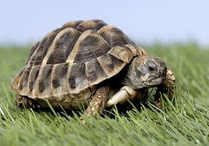 گرمایش جهانی چه بلایی سر لاک‌پشت‌ها می‌آورد؟