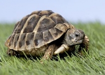 گرمایش جهانی چه بلایی سر لاک‌پشت‌ها می‌آورد؟