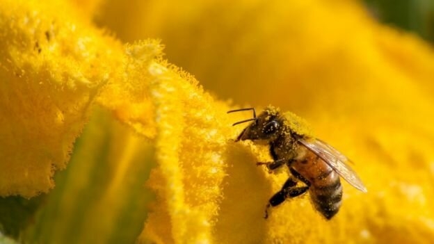 علت تلف شدن ۵۰۰ میلیون زنبور در برزیل