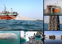 مصائب دریای جنوب؛از نابودی آبزیان تا انواع آلودگی‌ نفتی و غیرنفتی