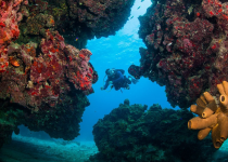 نابودی صخره های مرجانی کارائیب برای توسعه گردشگری