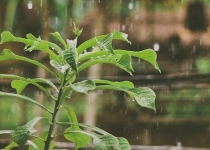 باران شدید گیاهان را دچار هراس می کند