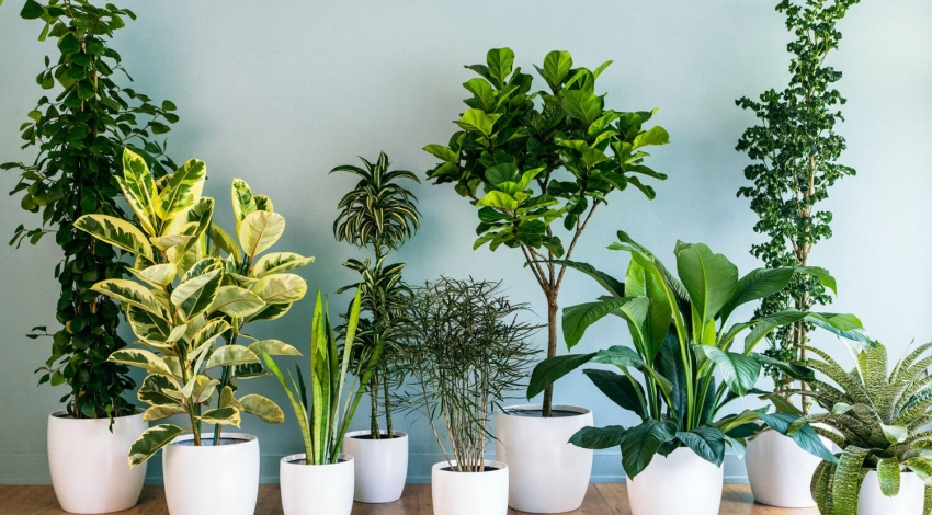 گیاهان آپارتمانی تصفیه کننده هوای خانه نیستند