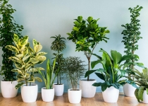 گیاهان آپارتمانی تصفیه کننده هوای خانه نیستند