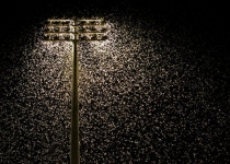 آلودگی نوری عامل کاهش جمعیت حشرات
