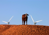 تلاش استرالیا برای تولید گوشت گاو بدون انتشار کربن