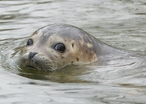 خطر انقراض تنها پستاندار آبزی دریای خزر