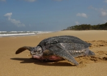 افزایش گرمای اقیانوس ها لاکپشت ها را مجبور به سفرهای طولانی می کند