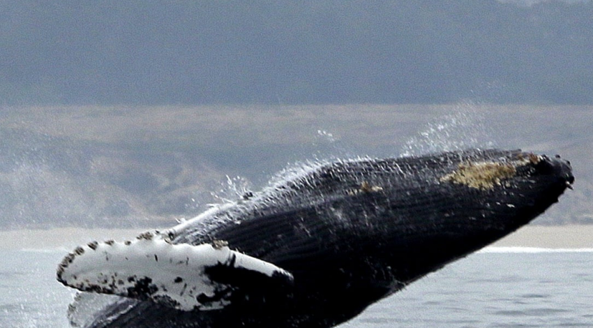 تغییرات اقلیمی نهنگ ها را به ساحل نزدیک تر کرده است