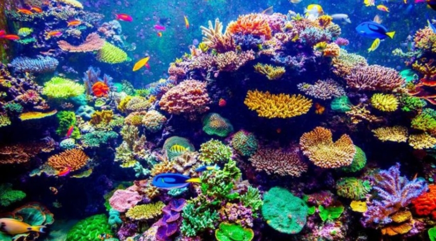 مرگ مرجانهای خلیج فارس با افزایش دما و اسیدی شدن آب