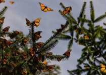 پیدا شدن دومین جسد در زیستگاه پروانه ها در مکزیک