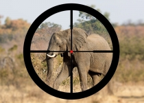 مجوز شکار فیل در آفریقا
