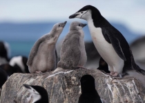 کاهش 75 درصدی پنگوئن ها در برخی نقاط قطب جنوب طی 50 سال گذشته