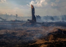 جنگل های آمازون به جای جذب کربن، عامل انتشار آن می شود
