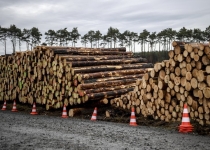 چراغ سبز دادگاه آلمان به تسلا برای ادامه قطع درختان